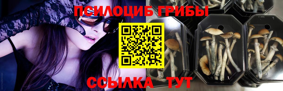 Псилоцибиновые грибы прущие грибы  Вход с VPN  Майский 